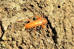 Axinopalpis gracilis