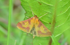 Ostrinia palustralis