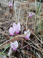 Cyclamen graecum