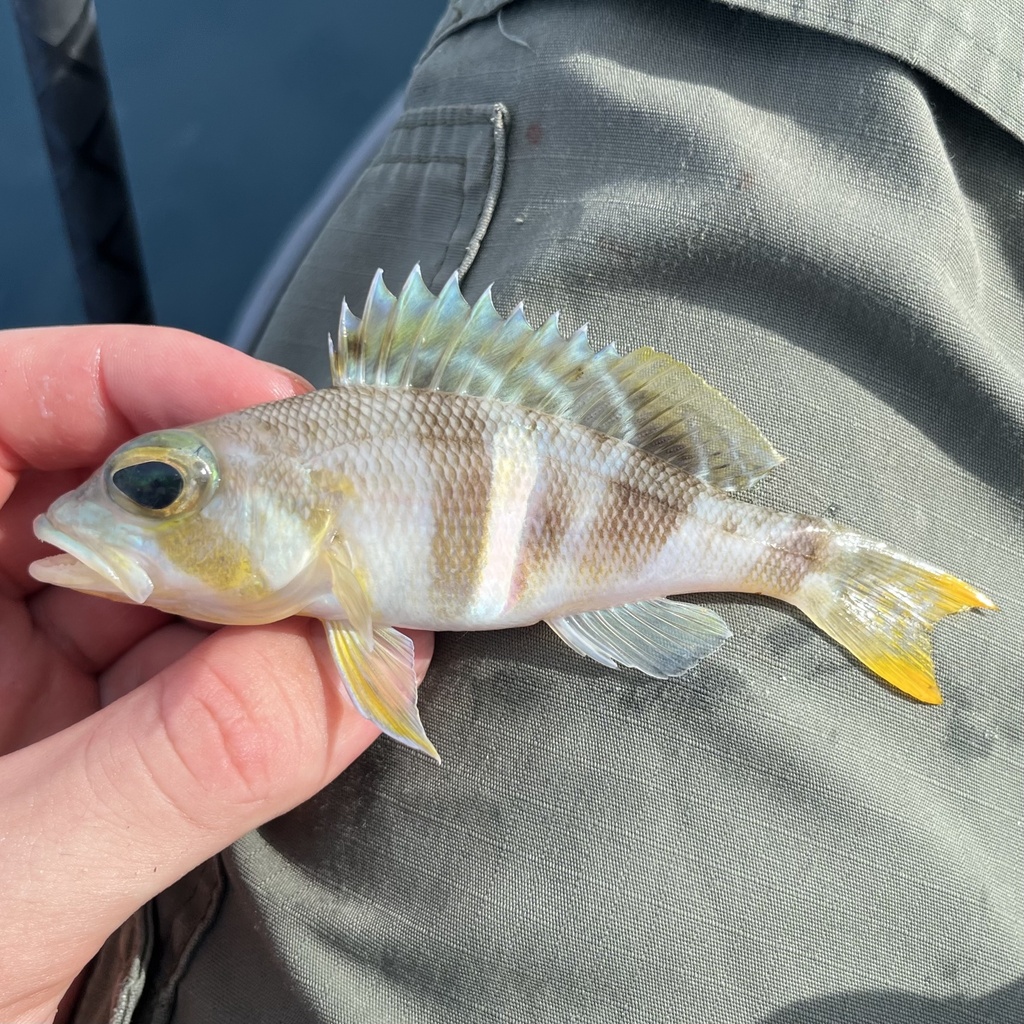 Saddle bass (Serranus notospilus) — Serranidae