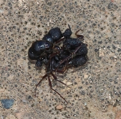 Bothroponera pumicosa