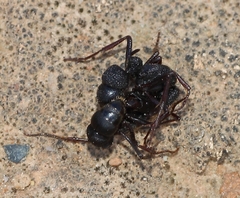 Bothroponera pumicosa