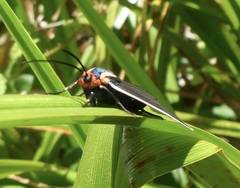Ctenucha multifaria
