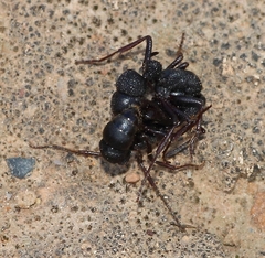 Bothroponera pumicosa