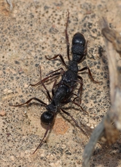 Bothroponera pumicosa