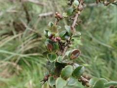 Eurya crenatifolia