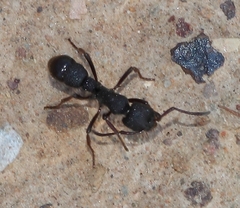 Bothroponera pumicosa