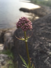 Valeriana officinalis sambucifolia
