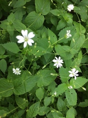 Stellaria nemorum