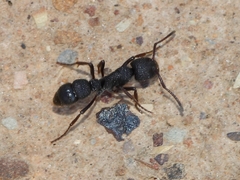 Bothroponera pumicosa