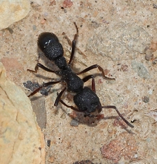 Bothroponera pumicosa