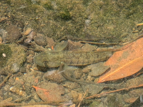 Hawaiian goby (Stenogobius hawaiiensis) — Gobiidae — 5