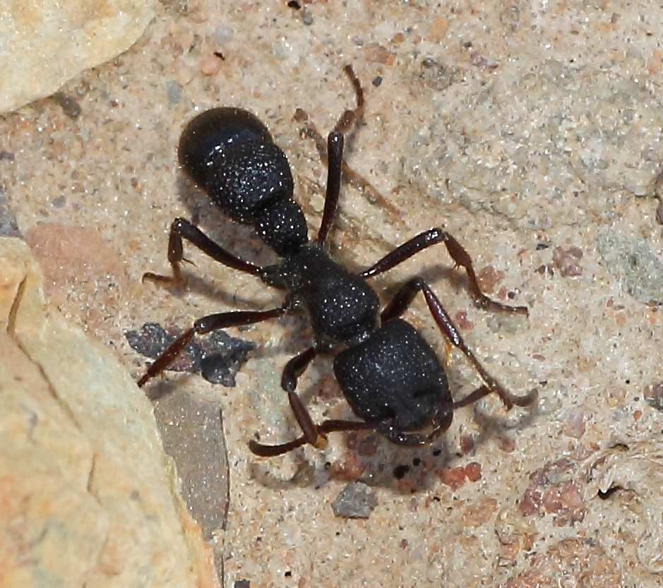 Pumicosa-group Rugged Ringbum Ants