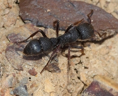 Bothroponera pumicosa