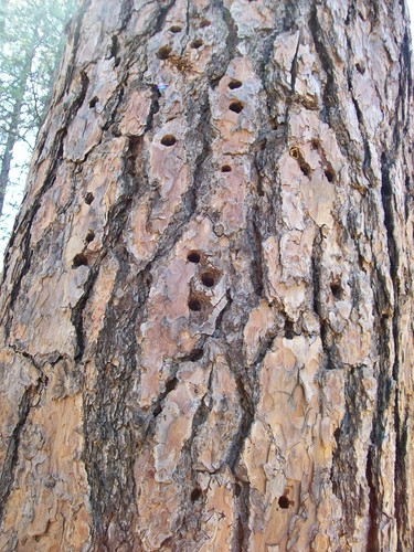 Rocky Mountains Ponderosa Pine