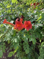 Campsis radicans