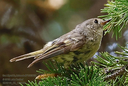 Ruby-crowned Kinglet photographed in Colorado