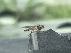 Tabanomorpha
