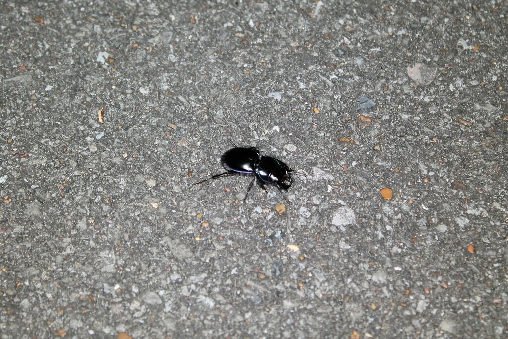 Pasimachus punctulatus