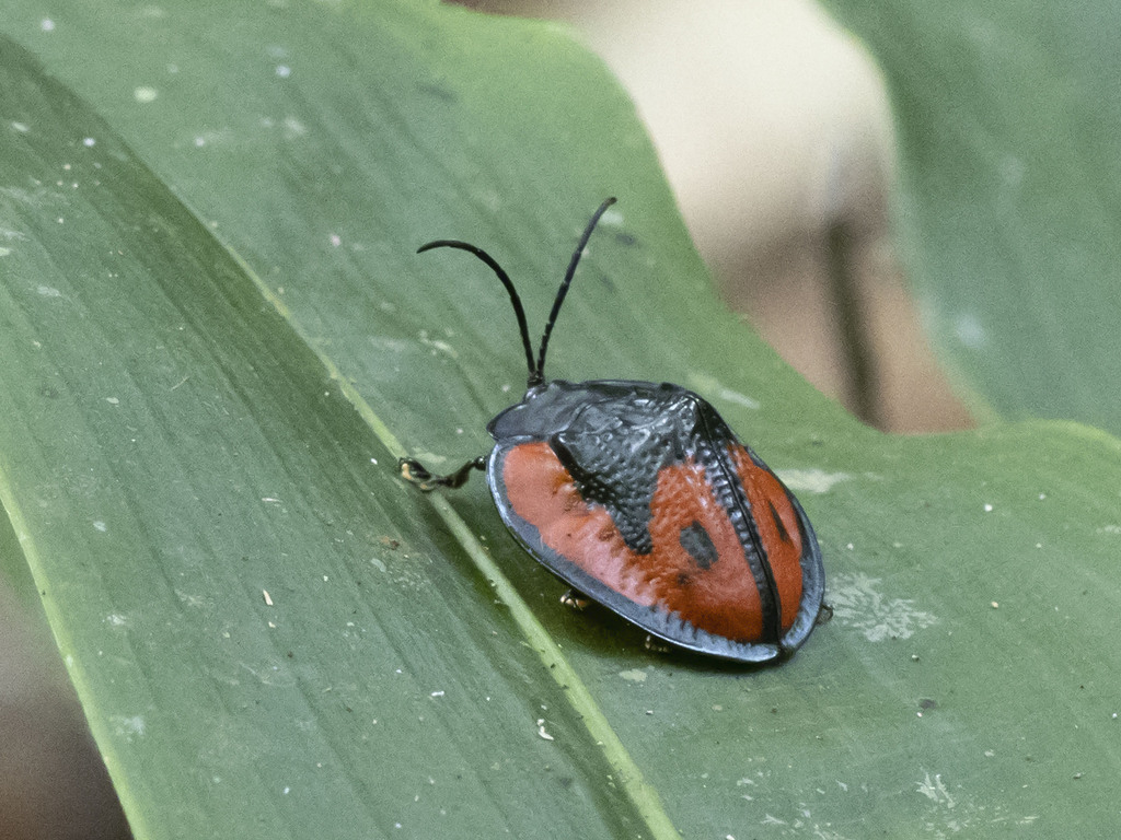 Cyclosoma gloriosa