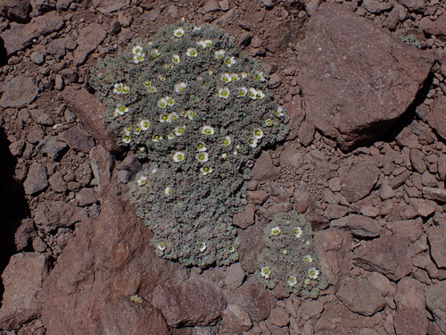 Nototriche compacta, photograph 1
