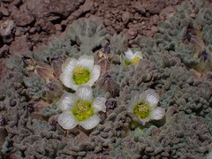 Nototriche compacta