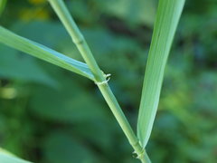 Bromus latiglumis