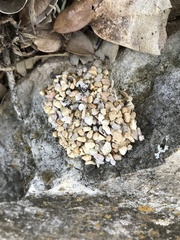 Dianthidium texanum