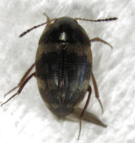 Agyrtodes