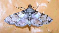 Azochis rufidiscalis