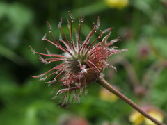 Geum × intermedium