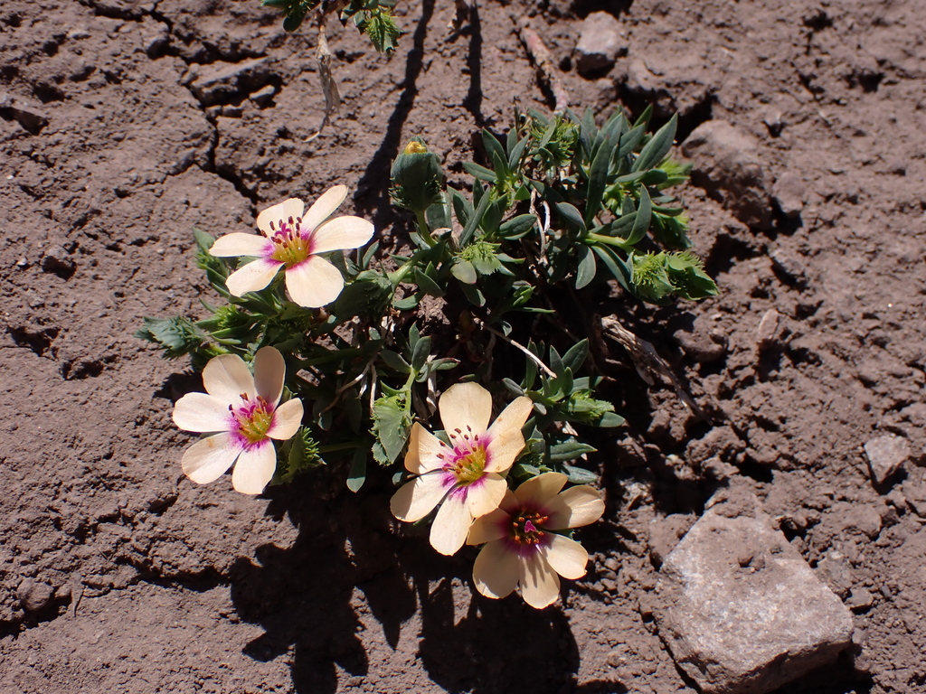 Montiopsis andicola; photograph (c) Nolan Exe, some rights reserved (CC BY)