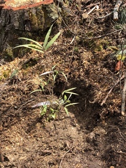 Chusquea tessellata