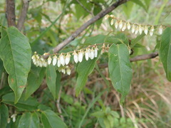 Lyonia ovalifolia