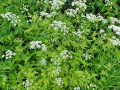 Chaerophyllum temulum