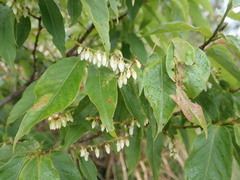 Lyonia ovalifolia