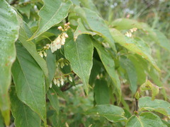 Lyonia ovalifolia