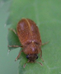Byturus unicolor