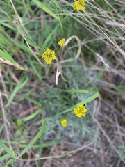 Harbouria trachypleura