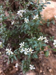 Fendlerella utahensis