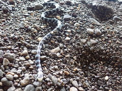 Laticauda laticaudata