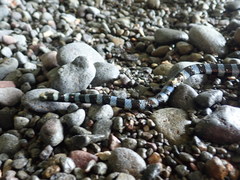Laticauda laticaudata