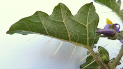 Solanum palinacanthum