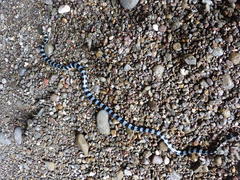 Laticauda laticaudata