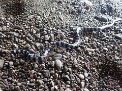Laticauda laticaudata