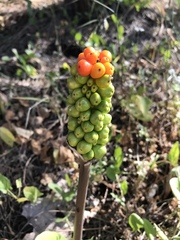 Arum italicum italicum