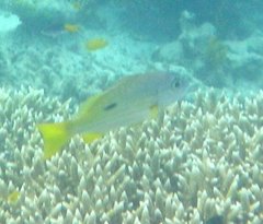 Lutjanus ehrenbergii