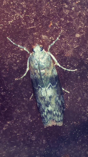 Locust Leafroller Moth photo 5