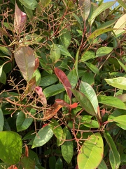 Photinia × fraseri