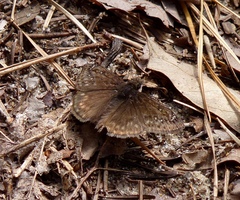 Erynnis juvenalis